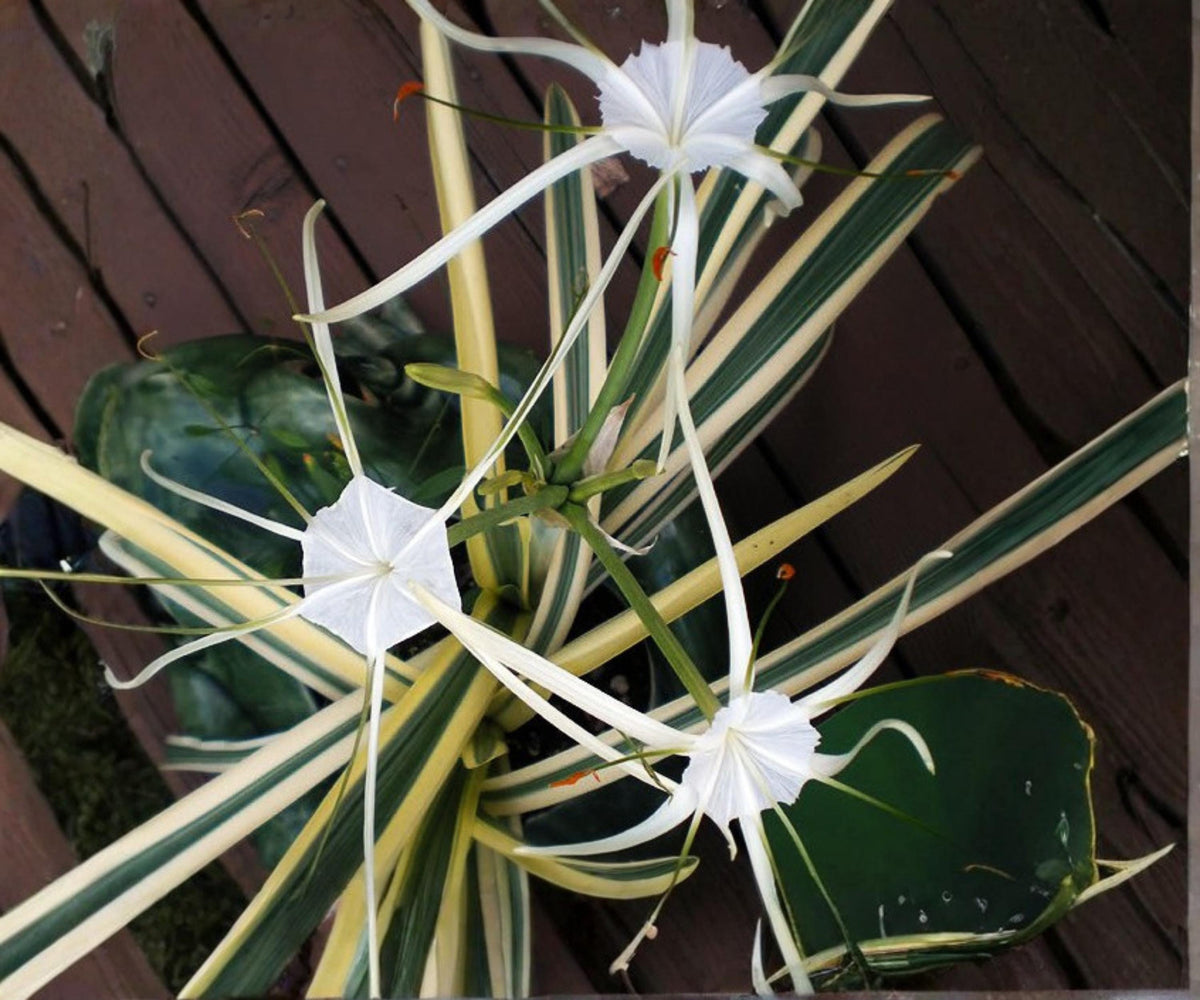 Variegated Spider Lily Live Pond Plant – Hymenocallis caribaea Tropical Aquatic Marginal