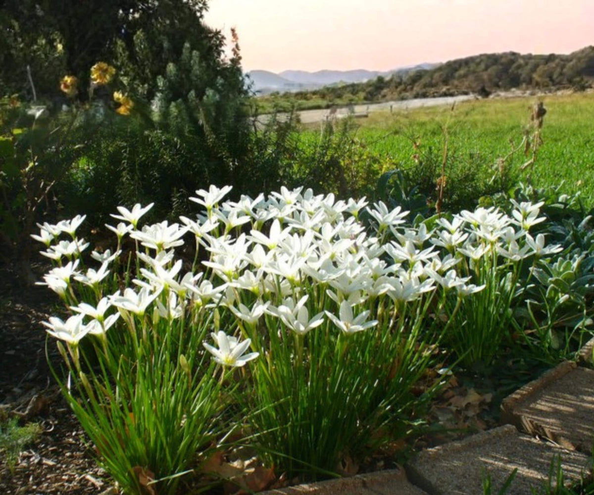 White Zephyr Lily Live Pond Plant – Zephyranthes Candida Aquatic Marginal Flower