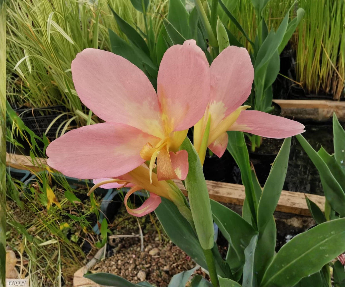 Peach Delight Canna Live Pond Plant – Tropical Aquatic Marginal Bog Flower