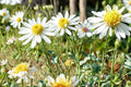 100 Seeds False Aster Boltonia asteroides Native Wildflower