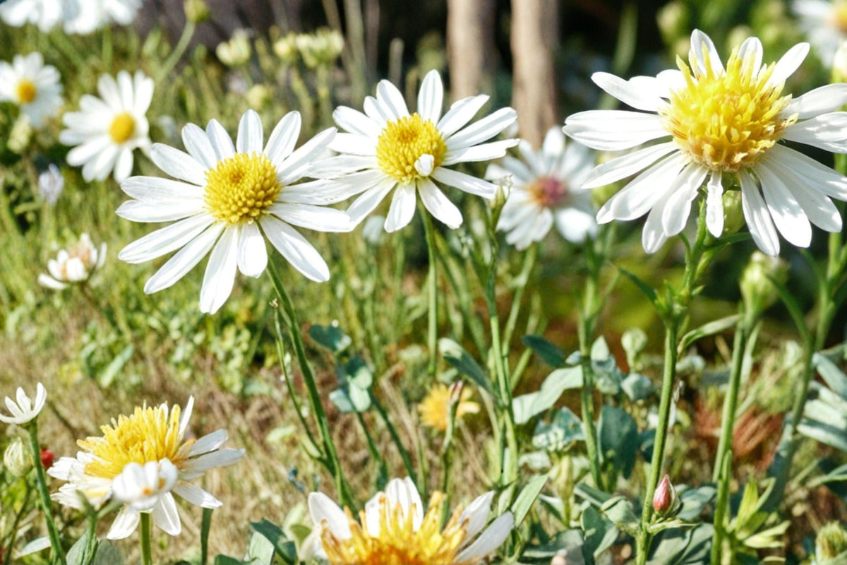 100 Seeds False Aster Boltonia asteroides Native Wildflower