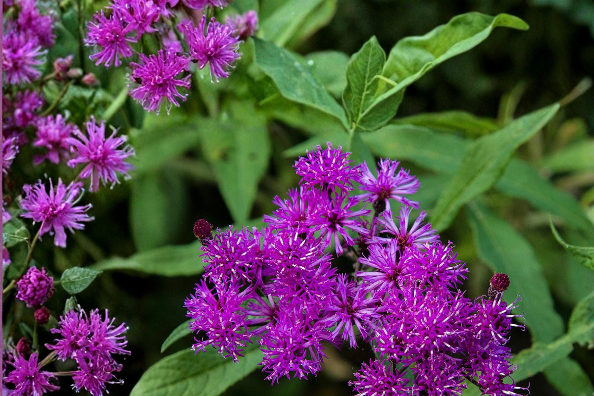 100 Seeds Tall Ironweed Vernonia gigantea Native Wildflower Perennial