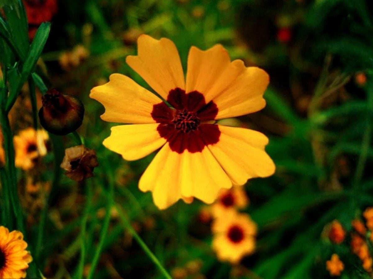 100 Seeds Coreopsis basalis Golden Wave Tickseed Heirloom Wildflower