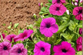 100 Seeds Wild Petunia Petunia violacea Flower Seeds