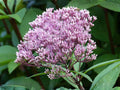 100 Seeds Joe Pye Weed Eutrochium fistulosum Native Wildflower Pollinator Garden