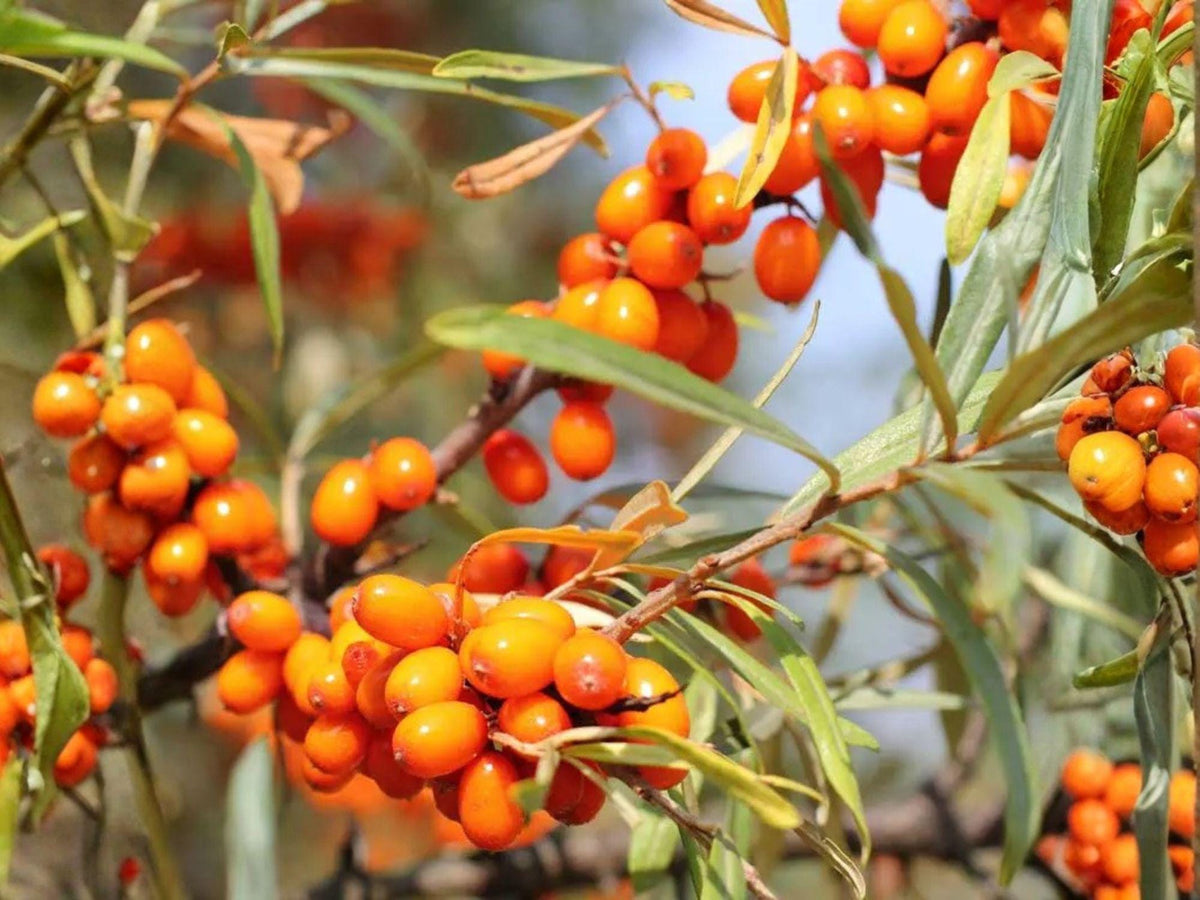 20 Sea Buckthorn Seeds - Heirloom Non-GMO Hippophae rhamnoides Hardy Shrub for Permaculture Gardens