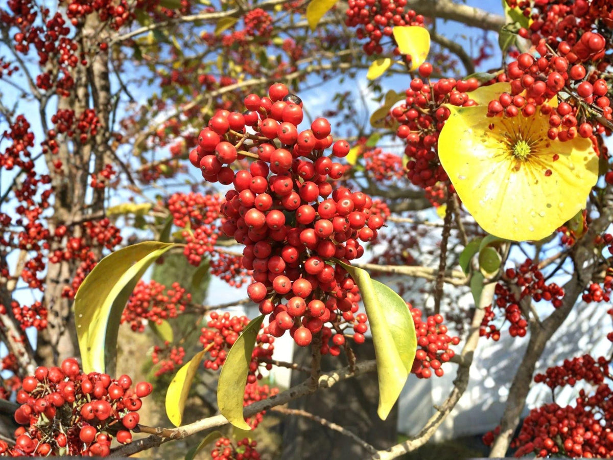 25 Heirloom Kurogane Holly Seeds - Round Leaf Evergreen Shrub for Garden Planting