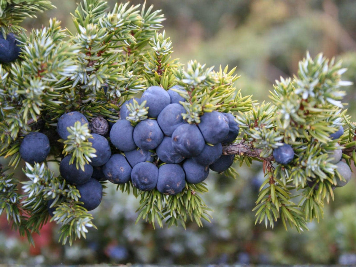 25 Common Juniper Seeds – Heirloom Evergreen Shrub for Hardy Landscapes