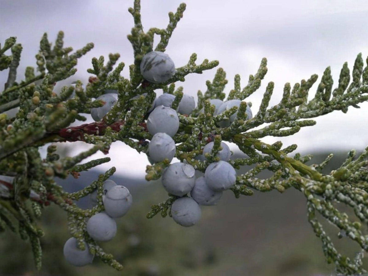 15 Rocky Mountain Juniper Seeds – Heirloom Non-GMO Evergreen Tree for Garden Planting