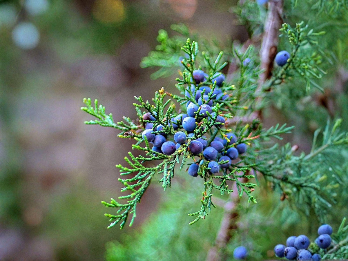 25 Eastern Red Cedar Seeds – Juniperus virginiana Heirloom Native Evergreen Tree