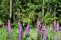 100 Seeds Hairy Vetch Vicia villosa Nitrogen Fixing Cover Crop