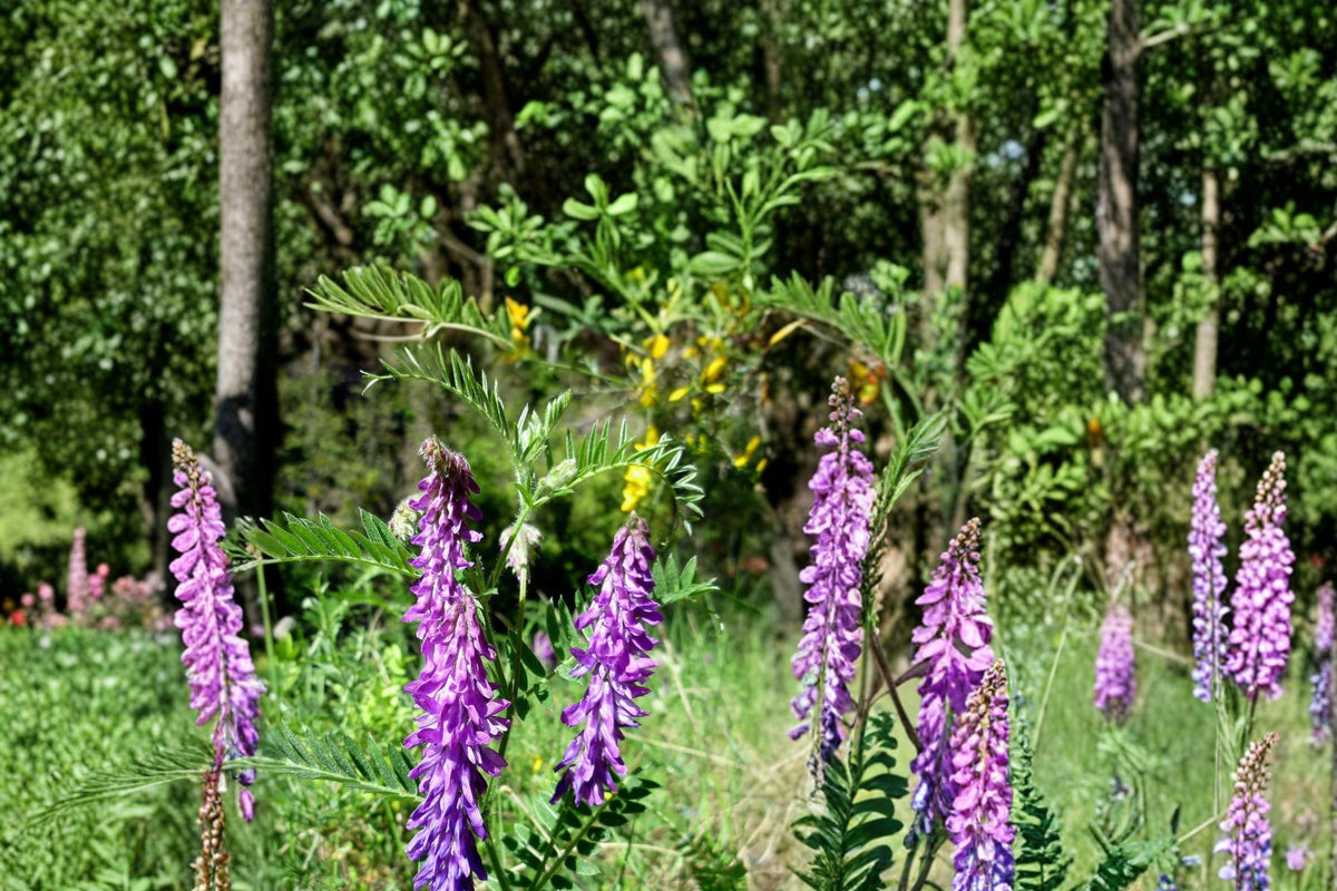 100 Seeds Hairy Vetch Vicia villosa Nitrogen Fixing Cover Crop
