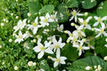 50 Seeds Virgin's Bower Clematis virginiana Native Flowering Vine