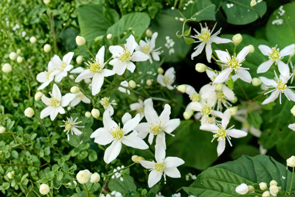 50 Seeds Virgin's Bower Clematis virginiana Native Flowering Vine