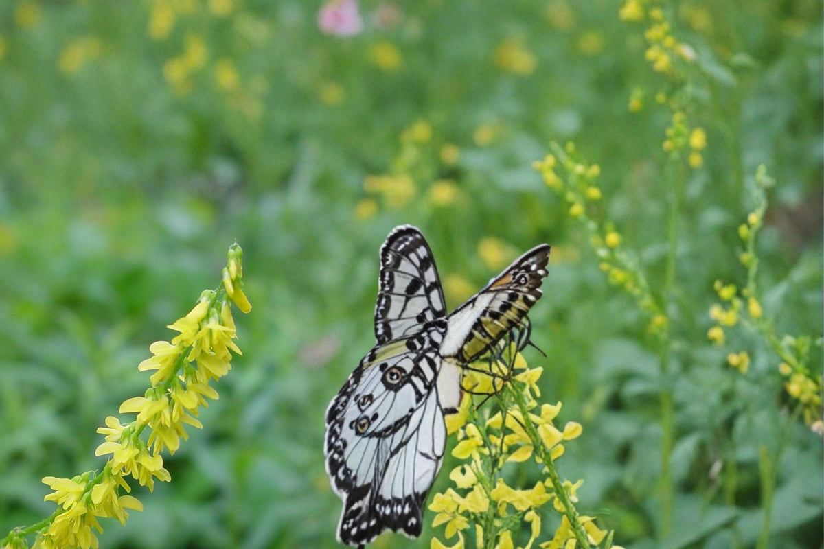 100 Seeds Yellow Sweet Clover Melilotus officinalis Pollinator Friendly Cover Crop