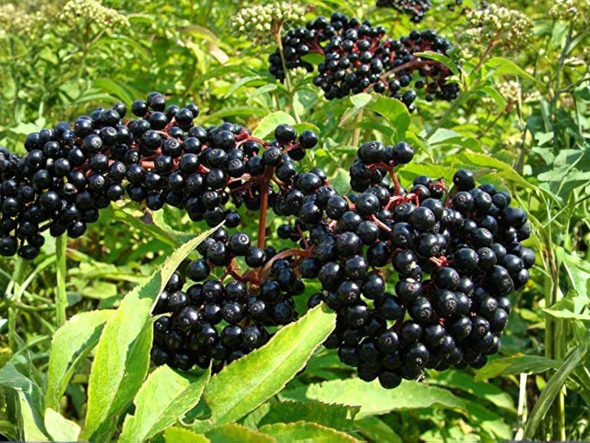 50 American Elderberry Seeds – Sambucus Canadensis Heirloom Non-GMO Native Shrub for Home Garden