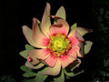 5 Leucadendron tinctum Seeds Heirloom Ornamental Flower for Gardens