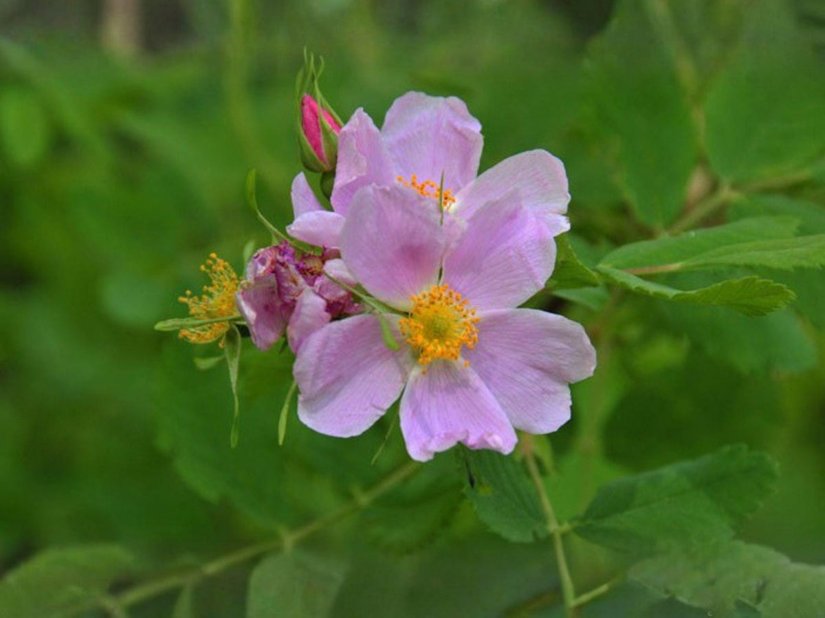 25 Rosa Woodsii Seeds – Common Wild Rose, Heirloom Fragrant Blooms, Non-GMO