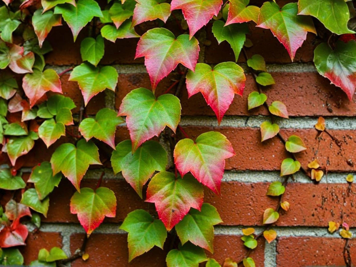 10 Boston Ivy Seeds – Parthenocissus Tricuspidata Climbing Vine, Heirloom Non-GMO