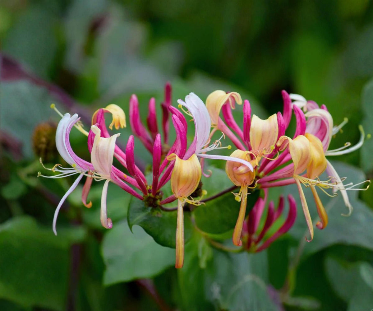 Peaches Cream Honeysuckle Vine Live Starter Plant – Lonicera periclymenum Climbing Garden