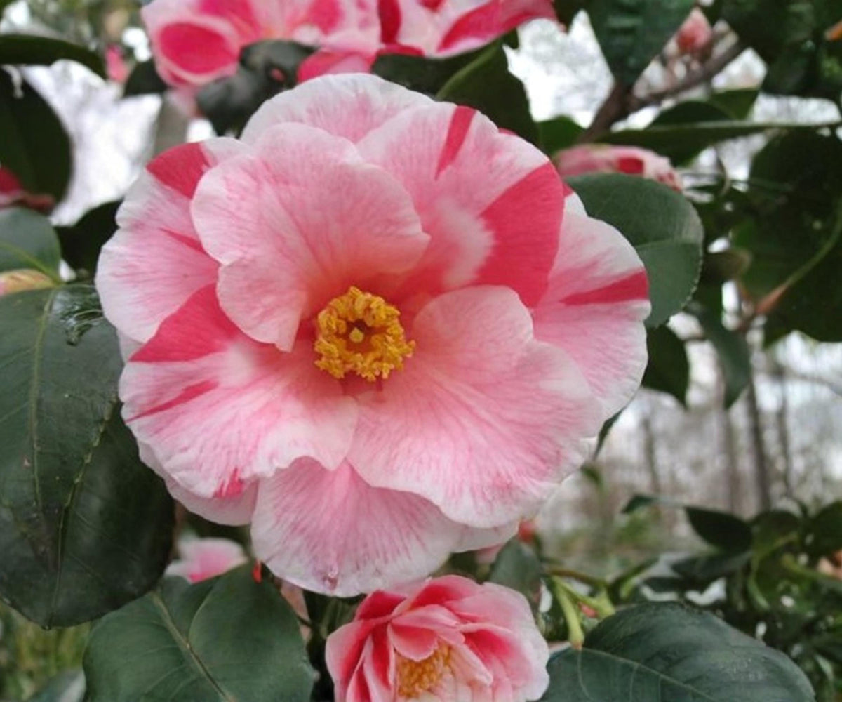 Lady Vansittart Camellia Japonica Live Plant – Pink Variegated Evergreen Flowering Shrub
