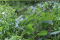 100 Seeds Smallspike False Nettle Boehmeria cylindrica Native Woodland Groundcover Shade Plant