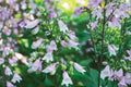 100 Seeds Calico Beardtongue Penstemon calycosus Native Wildflower