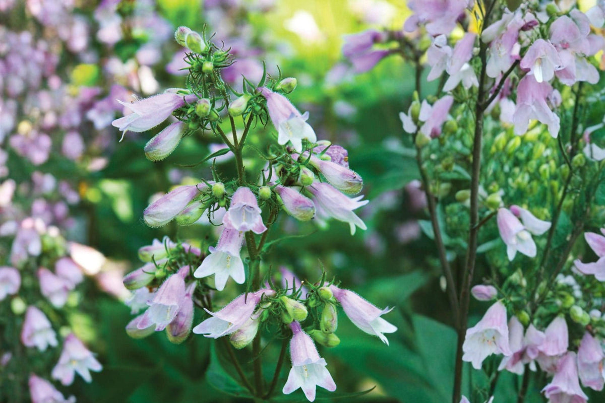 100 Seeds Calico Beardtongue Penstemon calycosus Native Wildflower