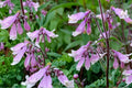 100 Seeds Hairy Beardtongue Penstemon hirsutus Native Wildflower