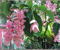 Medinilla Magnifica Zenz Starter Live Plant – Pink Chandelier Tropical Indoor Flower
