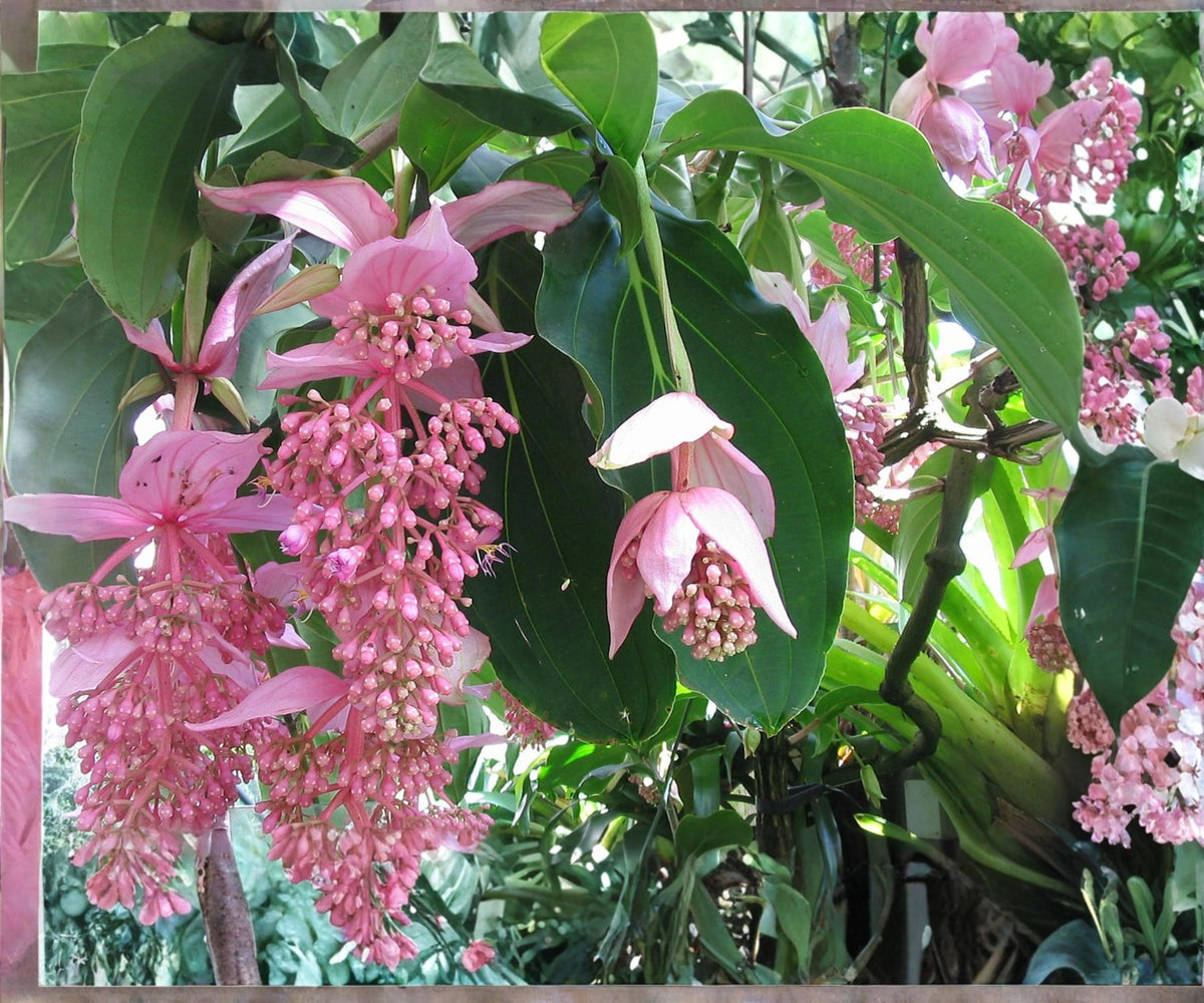 Medinilla Magnifica Zenz Starter Live Plant – Pink Chandelier Tropical Indoor Flower