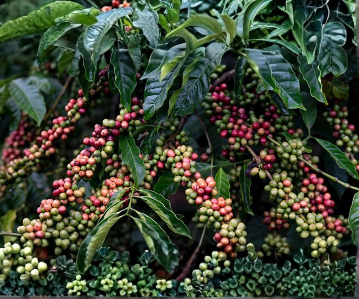 Arabica Coffee Live Starter Plant – Coffea Canephora Indoor Tropical Houseplant