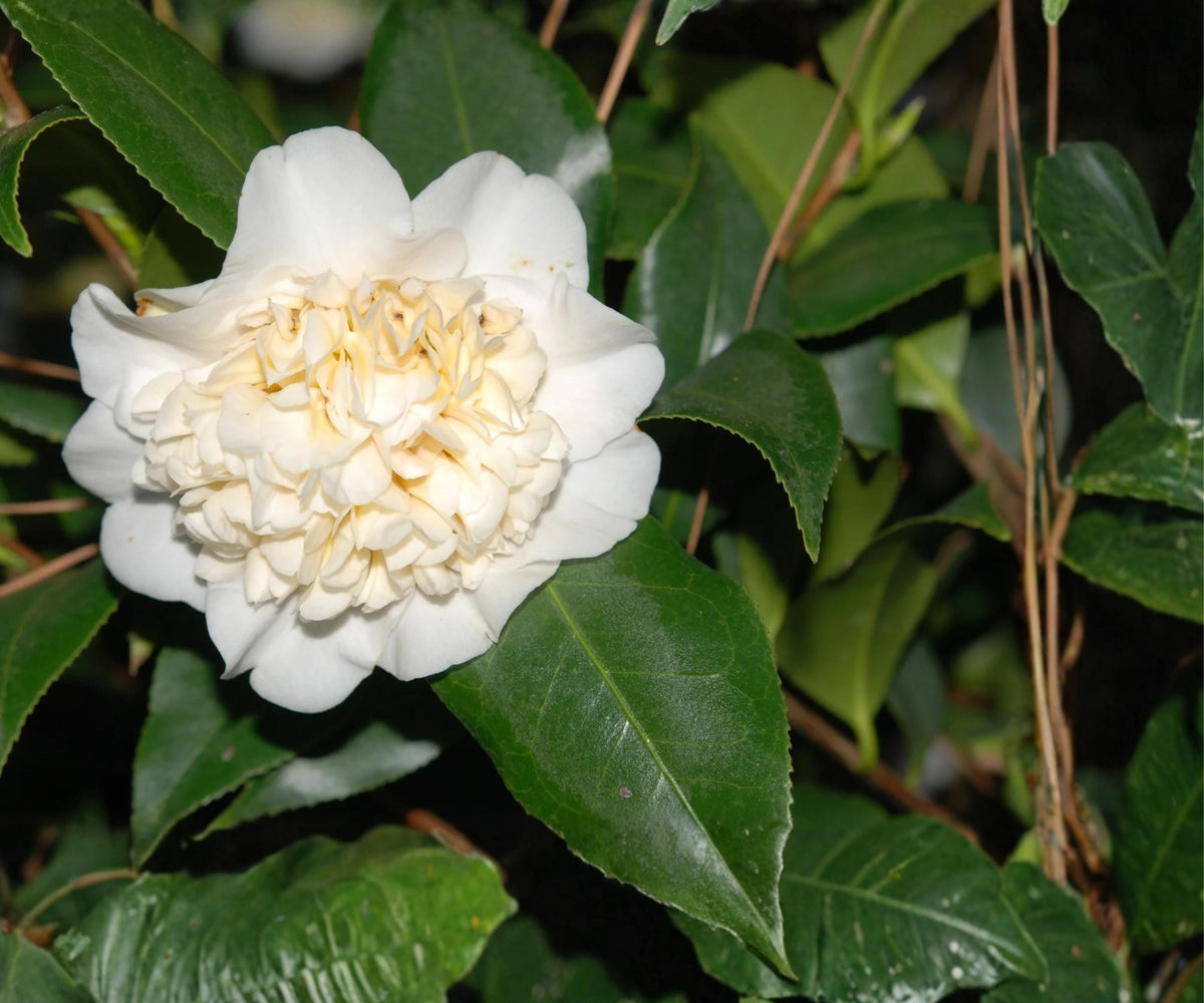 Jurys Yellow Camellia Japonica Live Starter Plant – Rare Pale Yellow Evergreen Flowering Shrub