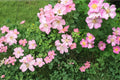 30 Seeds Illinois Rose Rosa setigera Climbing Native