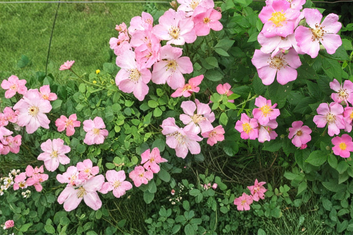 30 Seeds Illinois Rose Rosa setigera Climbing Native