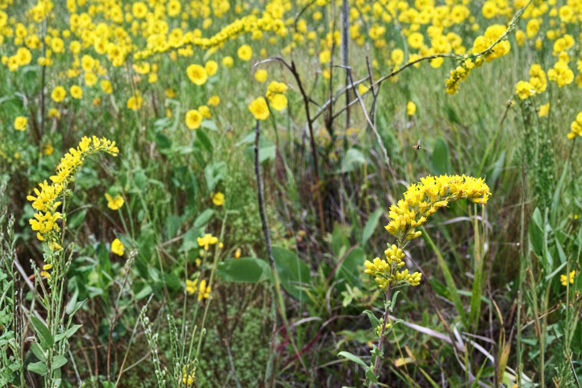 100 Seeds Old Field Goldenrod Solidago nemoralis Native Wildflower