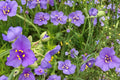 25 Seeds Ohio Spiderwort Tradescantia ohiensis Native Wildflower
