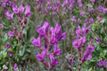 25 Seeds Showy Locoweed Oxytropis lambertii Native Perennial Wildflower