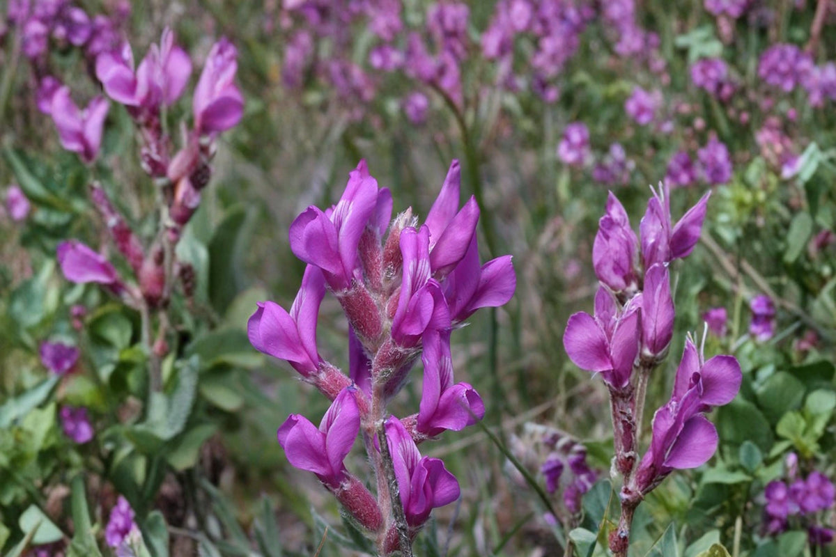 25 Seeds Showy Locoweed Oxytropis lambertii Native Perennial Wildflower