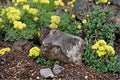 100 Seeds Sulfurflower Buckwheat Eriogonum umbellatum Drought Tolerant Perennial Groundcover Native Wildflower