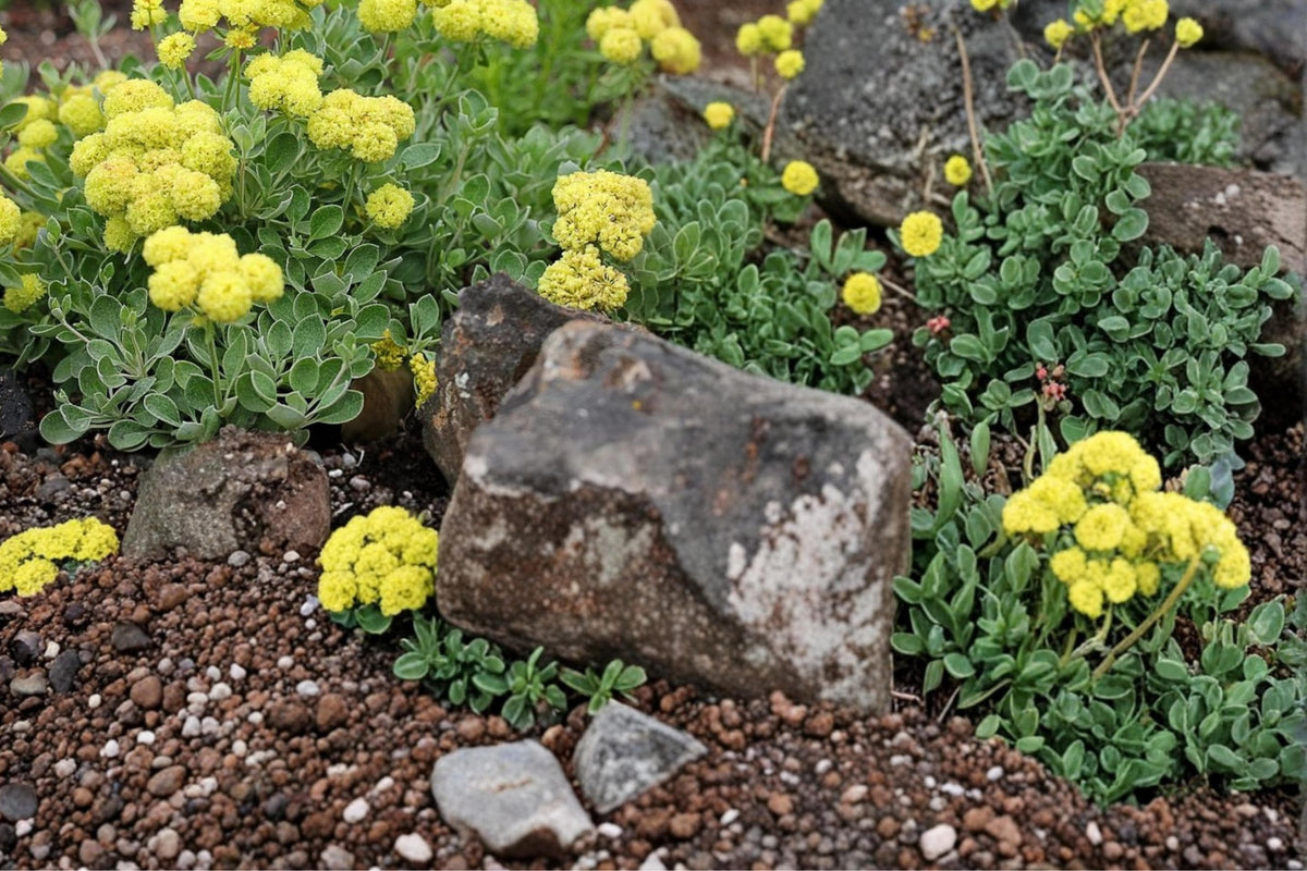 100 Seeds Sulfurflower Buckwheat Eriogonum umbellatum Drought Tolerant Perennial Groundcover Native Wildflower