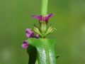 1000 Seeds Scarlet Toothcup Heirloom Native Wildflower Wetland Garden