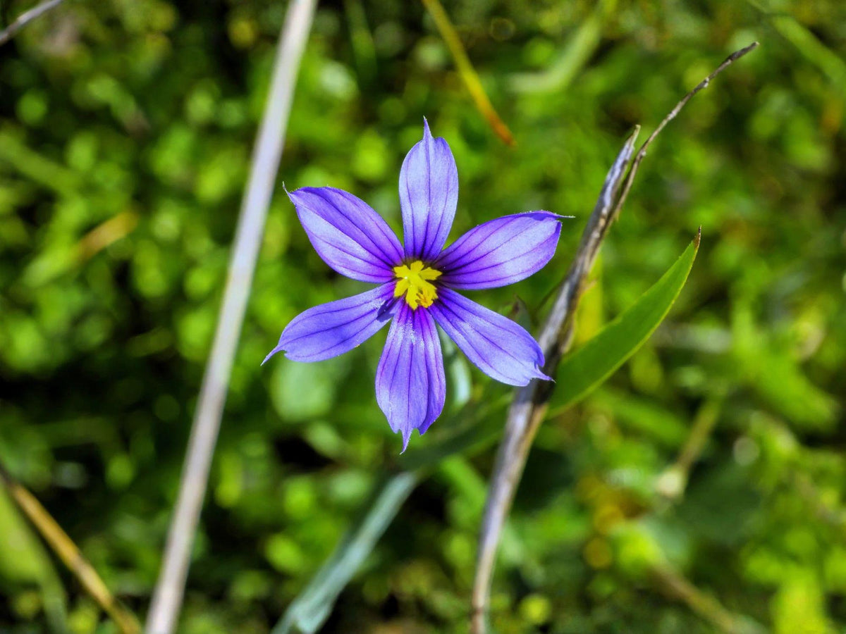 100 Western Blue Eyed Grass Seeds – California Native Wildflower, Heirloom Non-GMO