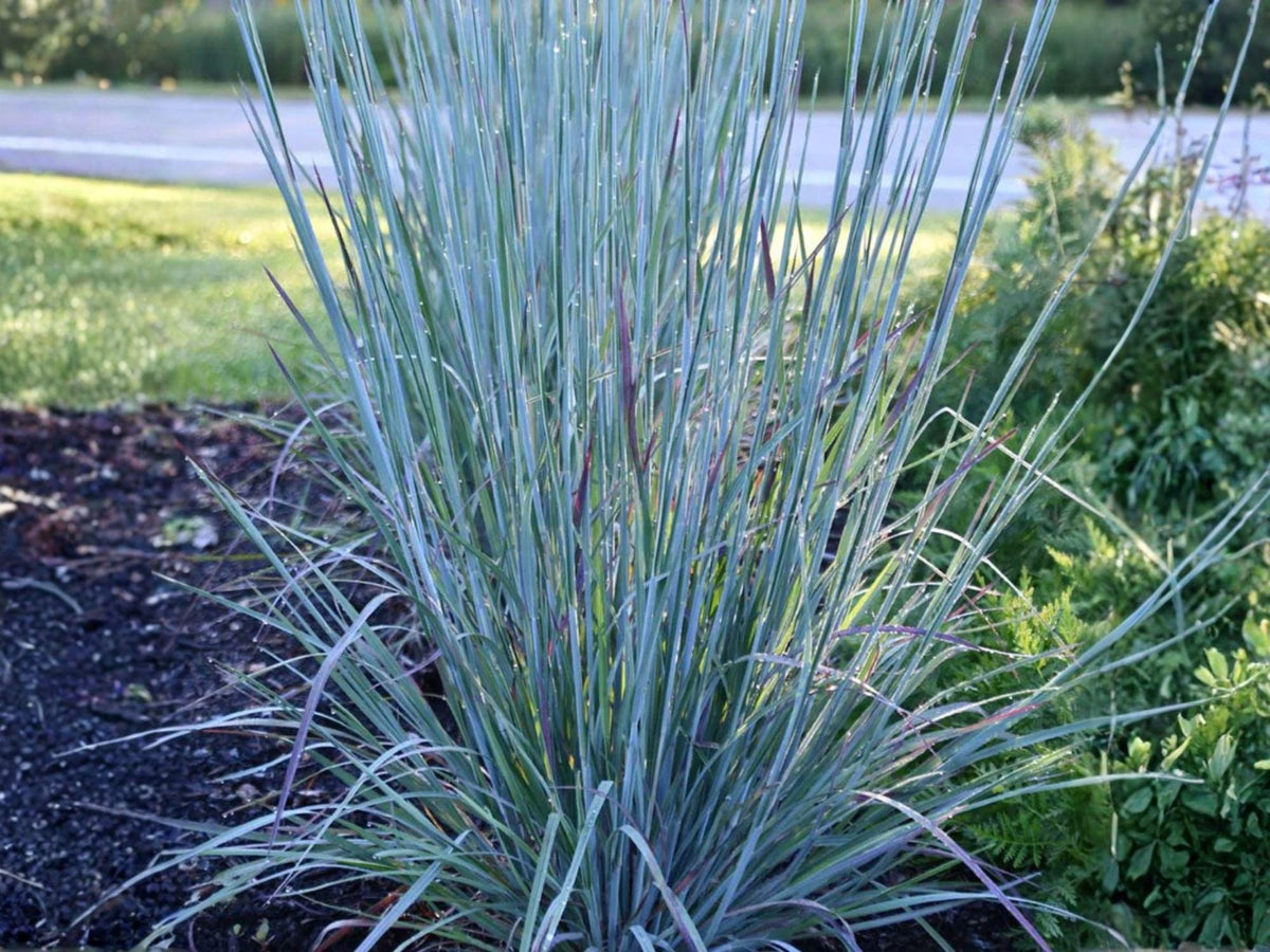 Little Bluestem Seeds – 100 Non-GMO Schizachyrium scoparium Native Prairie Grass