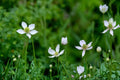 100 Seeds Tall Thimbleweed Anemone virginiana Native Perennial Wildflower