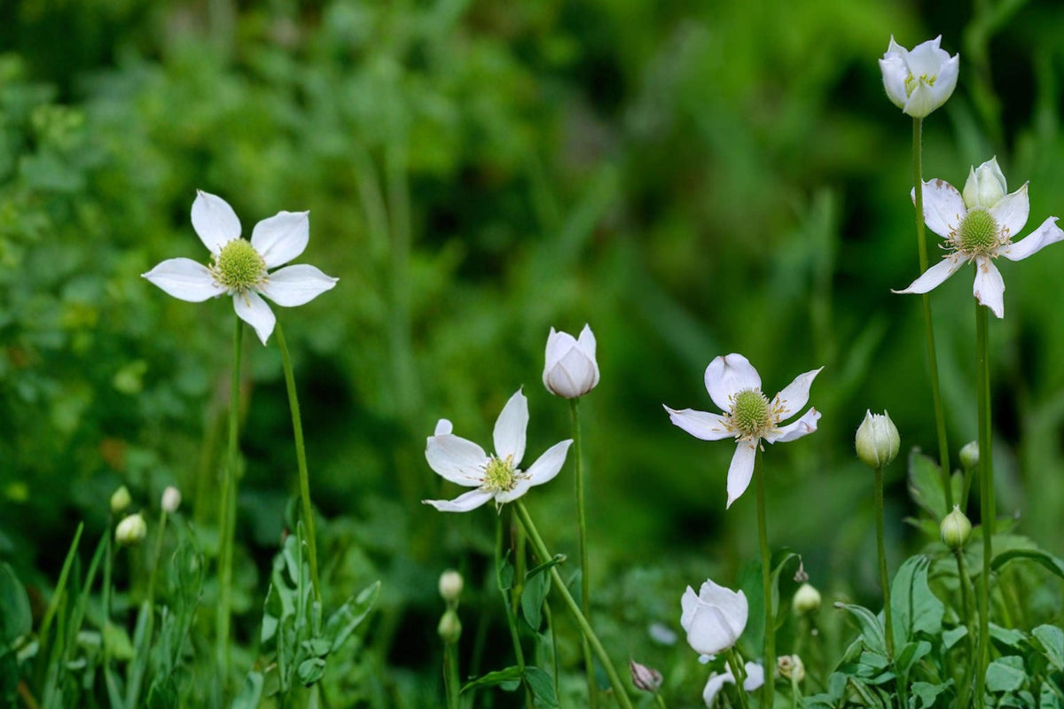 100 Seeds Tall Thimbleweed Anemone virginiana Native Perennial Wildflower