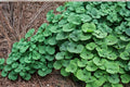 10 Seeds Wild Ginger Asarum canadense Shade Perennial Ground Cover