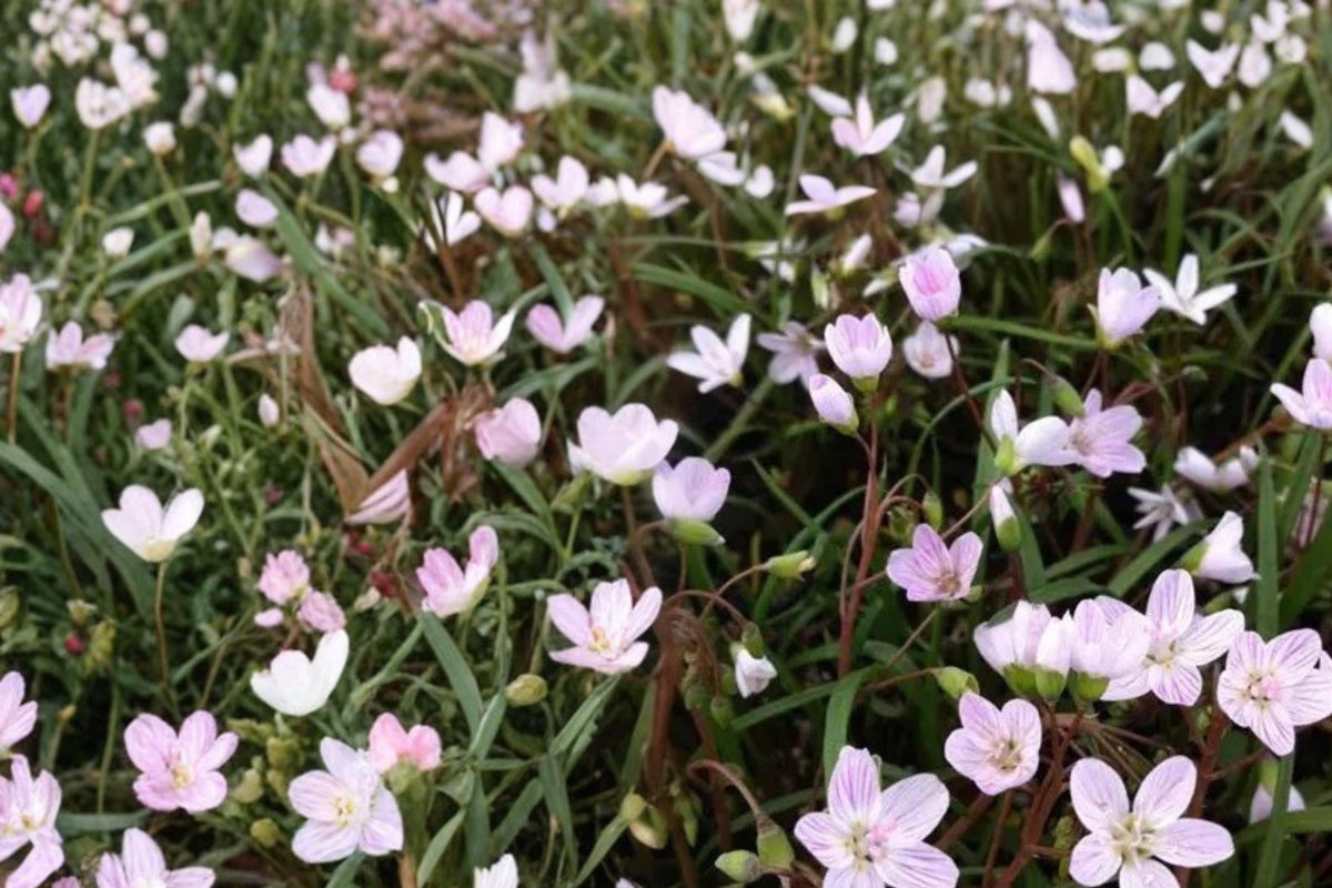 20 Seeds Spring Beauty Claytonia virginica Native Woodland Wildflower