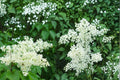 10 Seeds Japanese Tree Lilac Syringa reticulata Hardy Flowering Tree Fragrant Creamy White Blooms