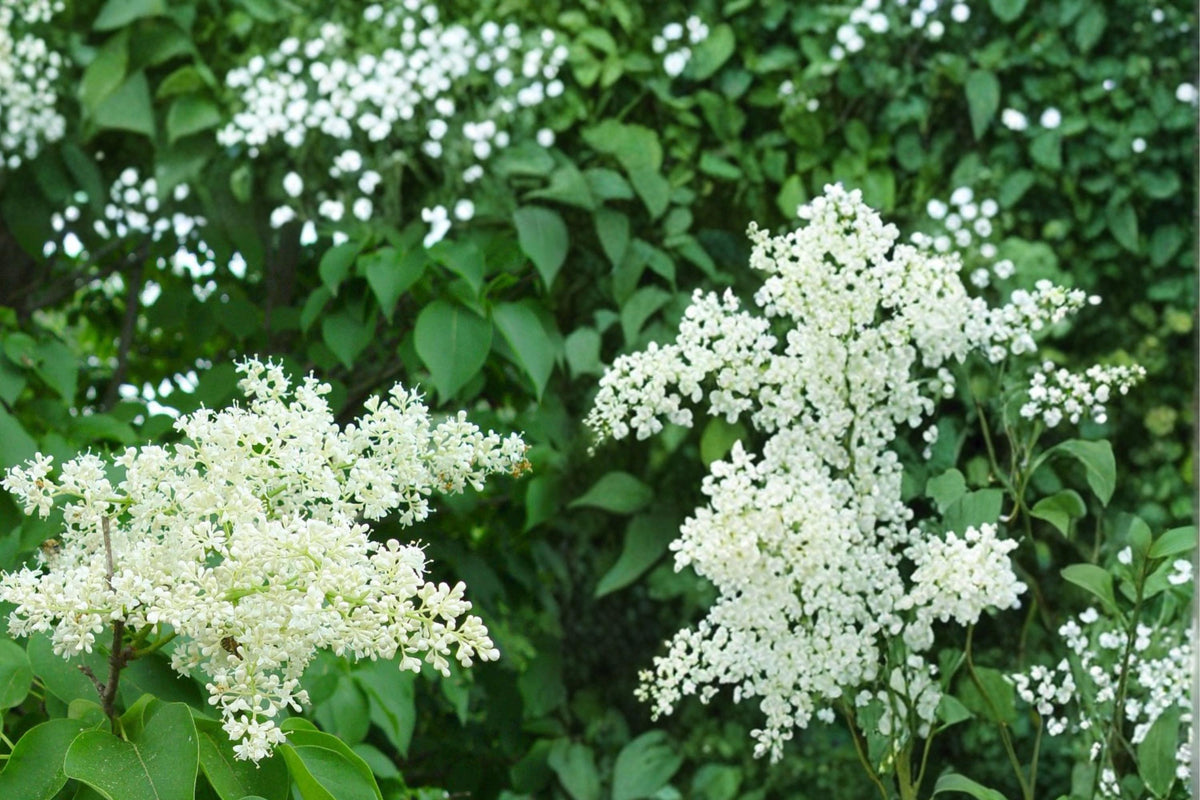 10 Seeds Japanese Tree Lilac Syringa reticulata Hardy Flowering Tree Fragrant Creamy White Blooms